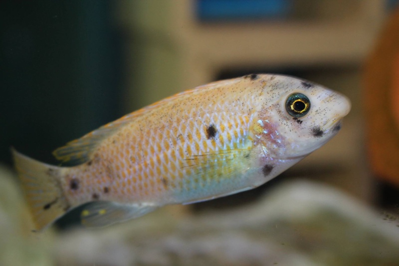 Labeotropheus fuelleborni 'Thumbi West Island'